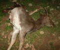 Ρόδος: Δολοφόνησε το ελάφι με εννιάβολα φυσίγγια